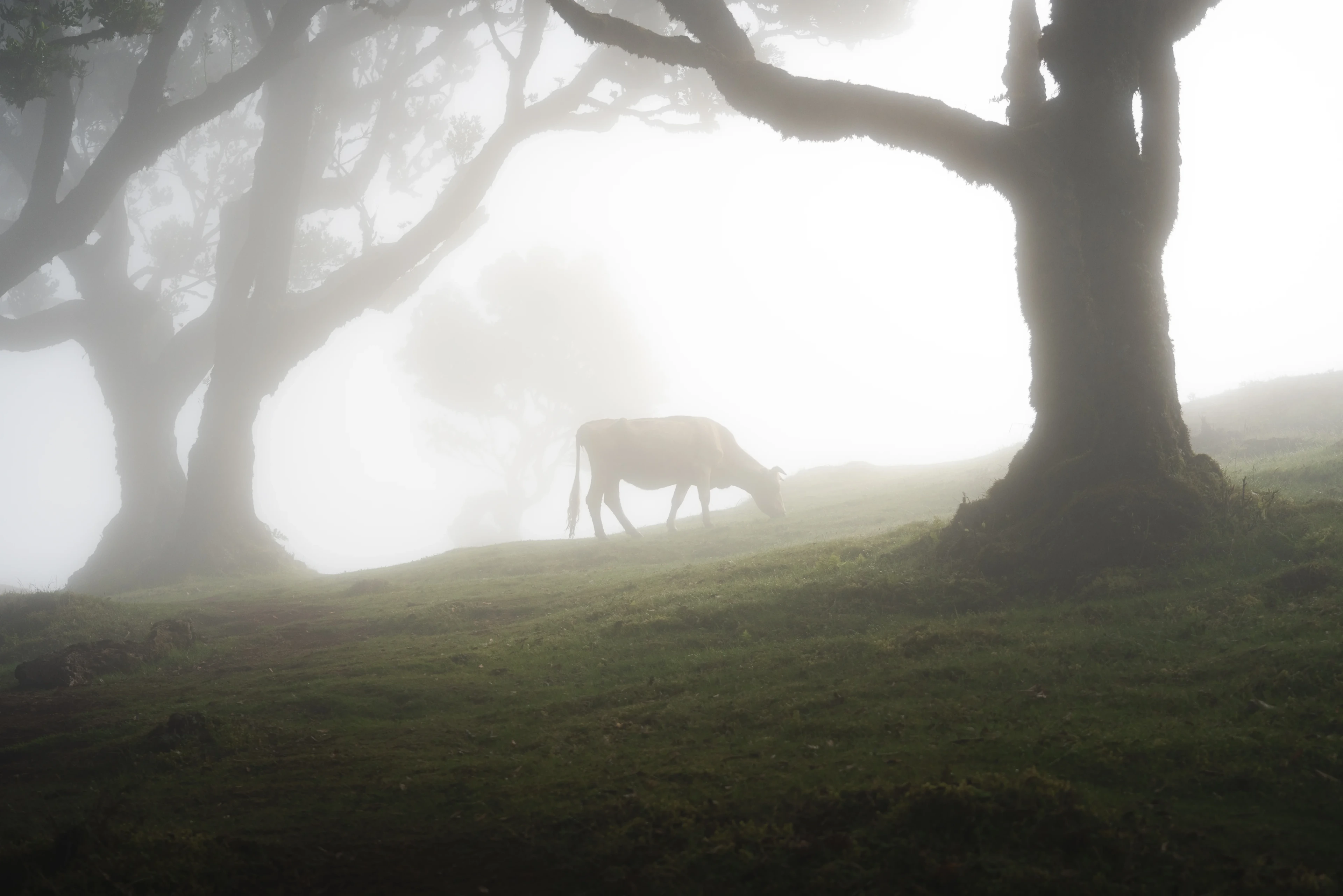 Fanal Forest - Landscape Photography, Madeira by Maxime Romieu