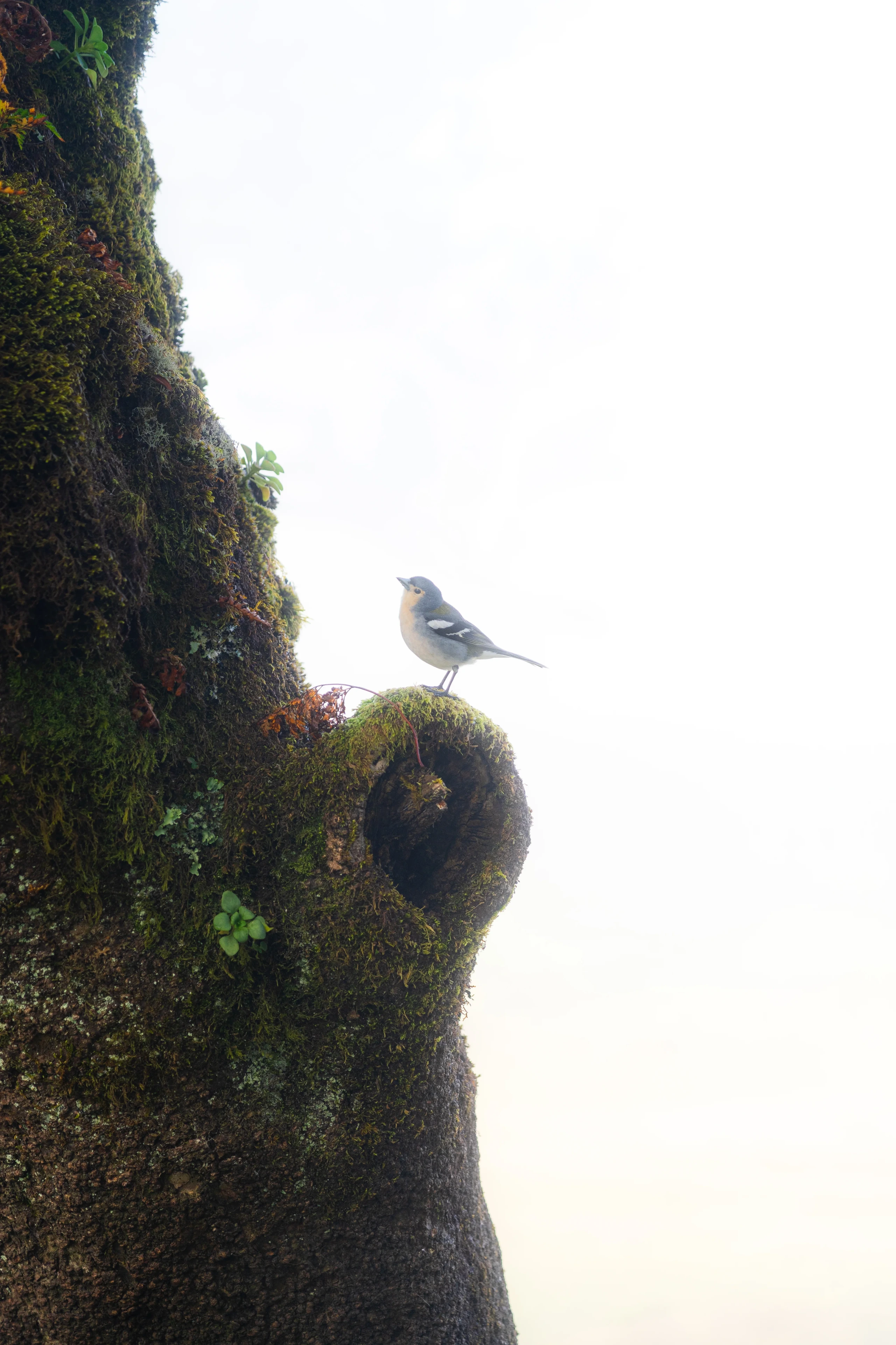 Fanal Forest - Landscape Photography, Madeira, visual 4 of 14