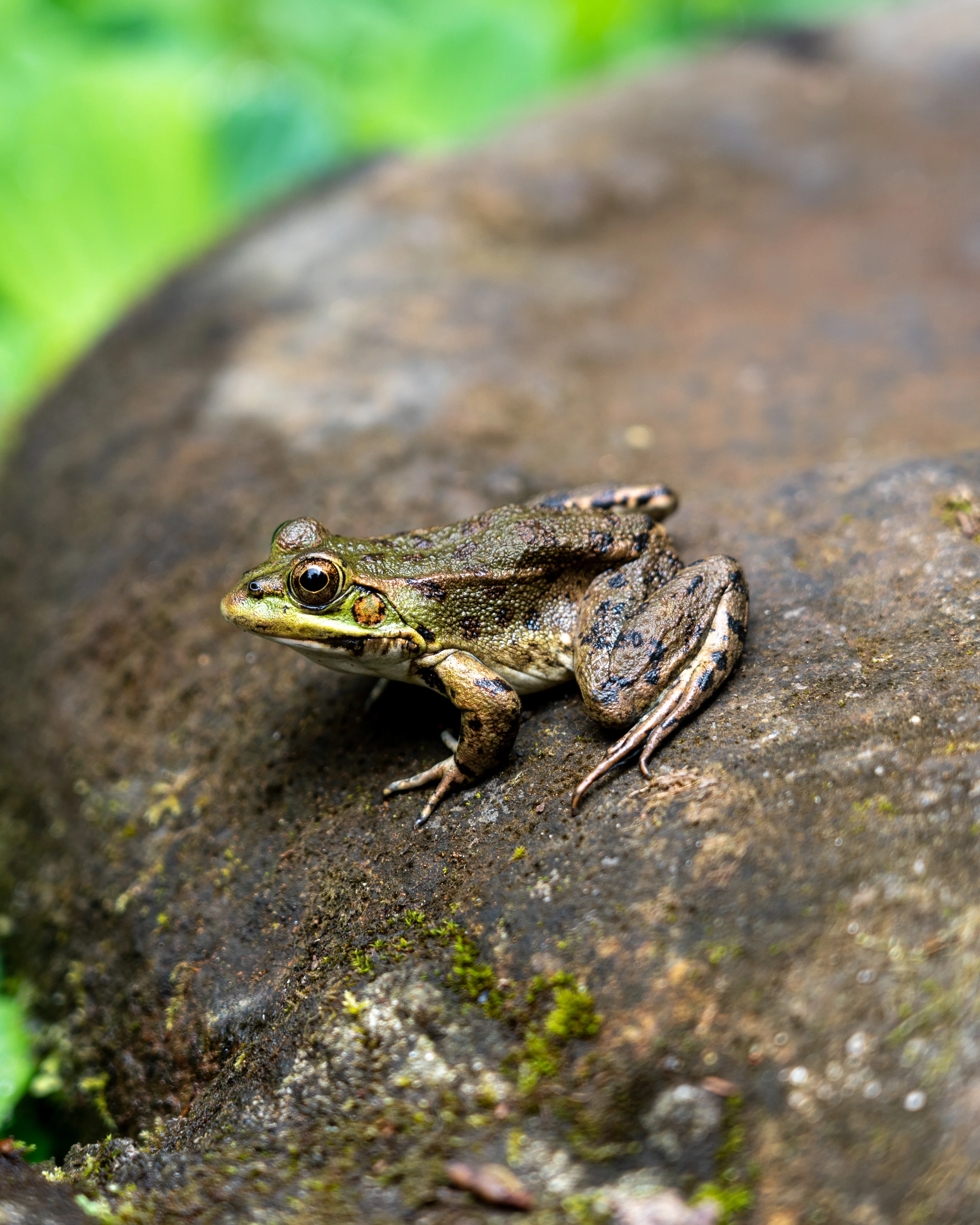 Fanal Forest - Landscape Photography, Madeira, visual 10 of 14