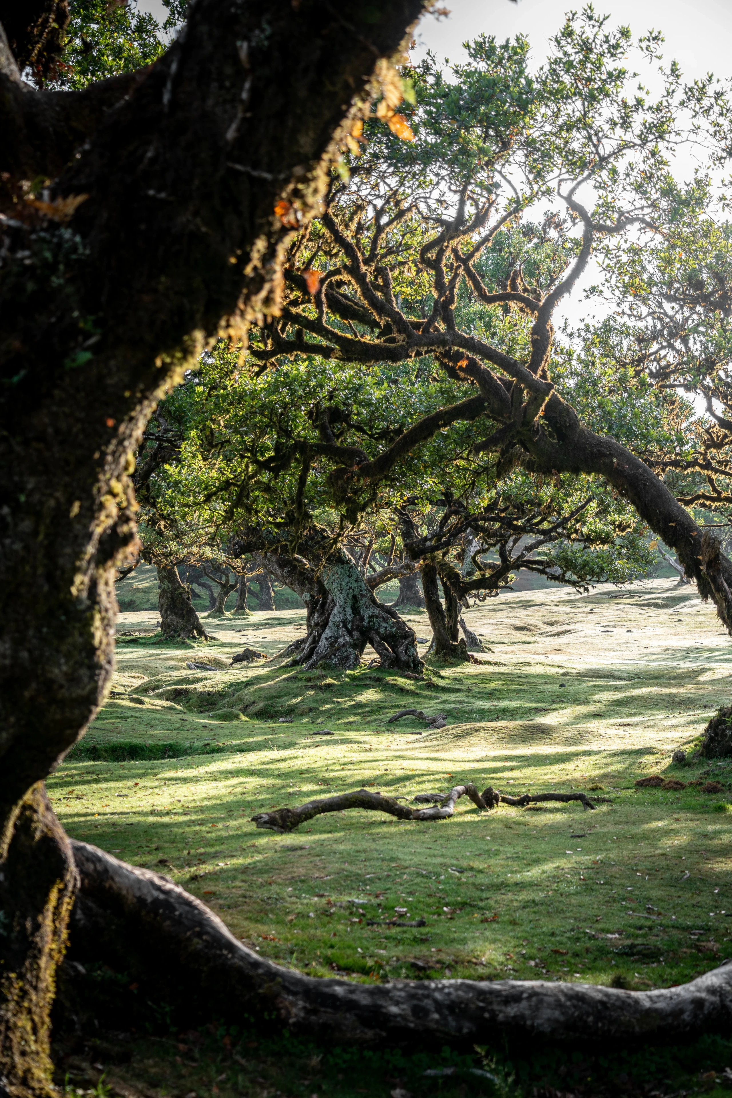 Fanal Forest - Landscape Photography, Madeira, visual 14 of 14