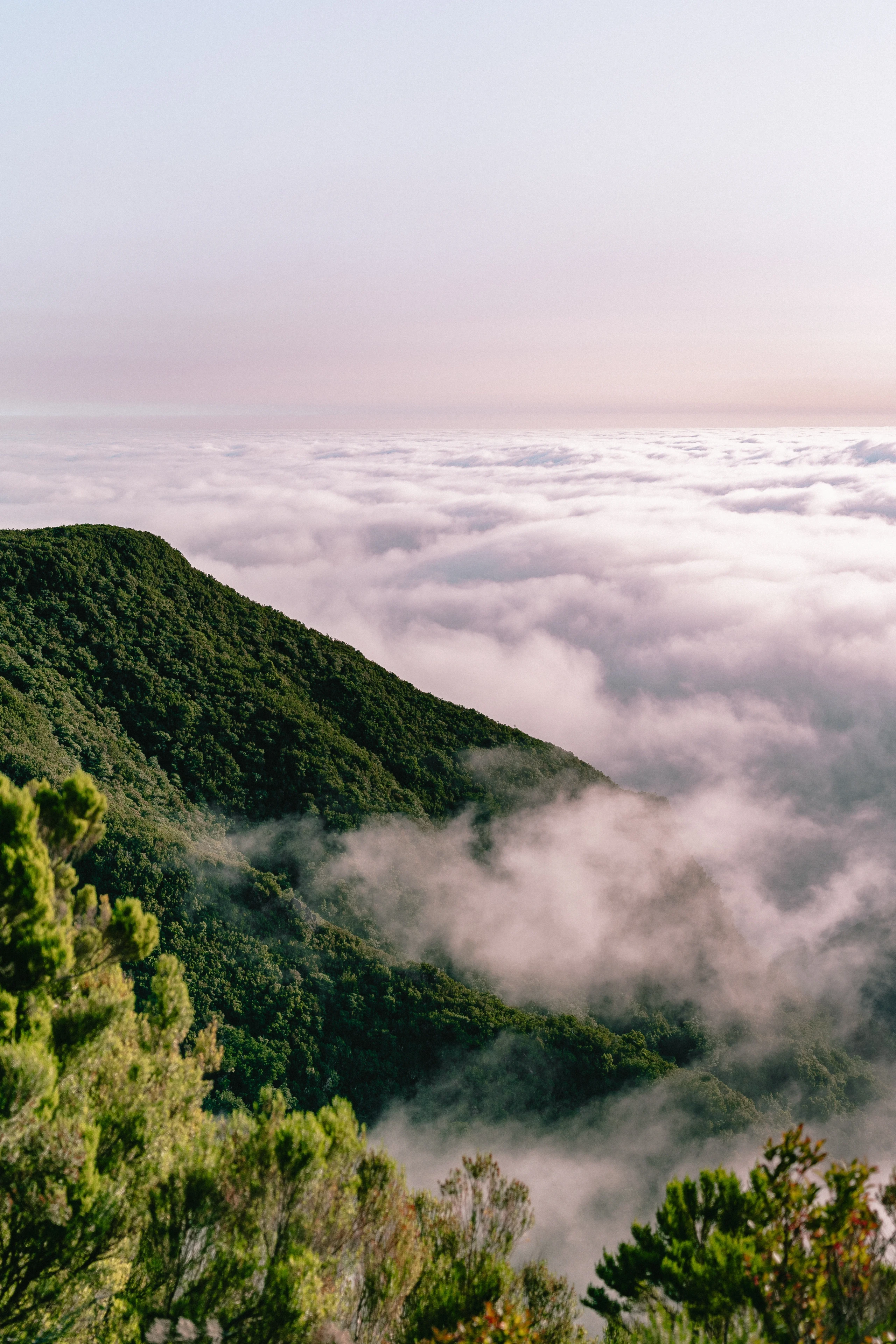 Fanal Forest - Landscape Photography, Madeira, visual 11 of 14