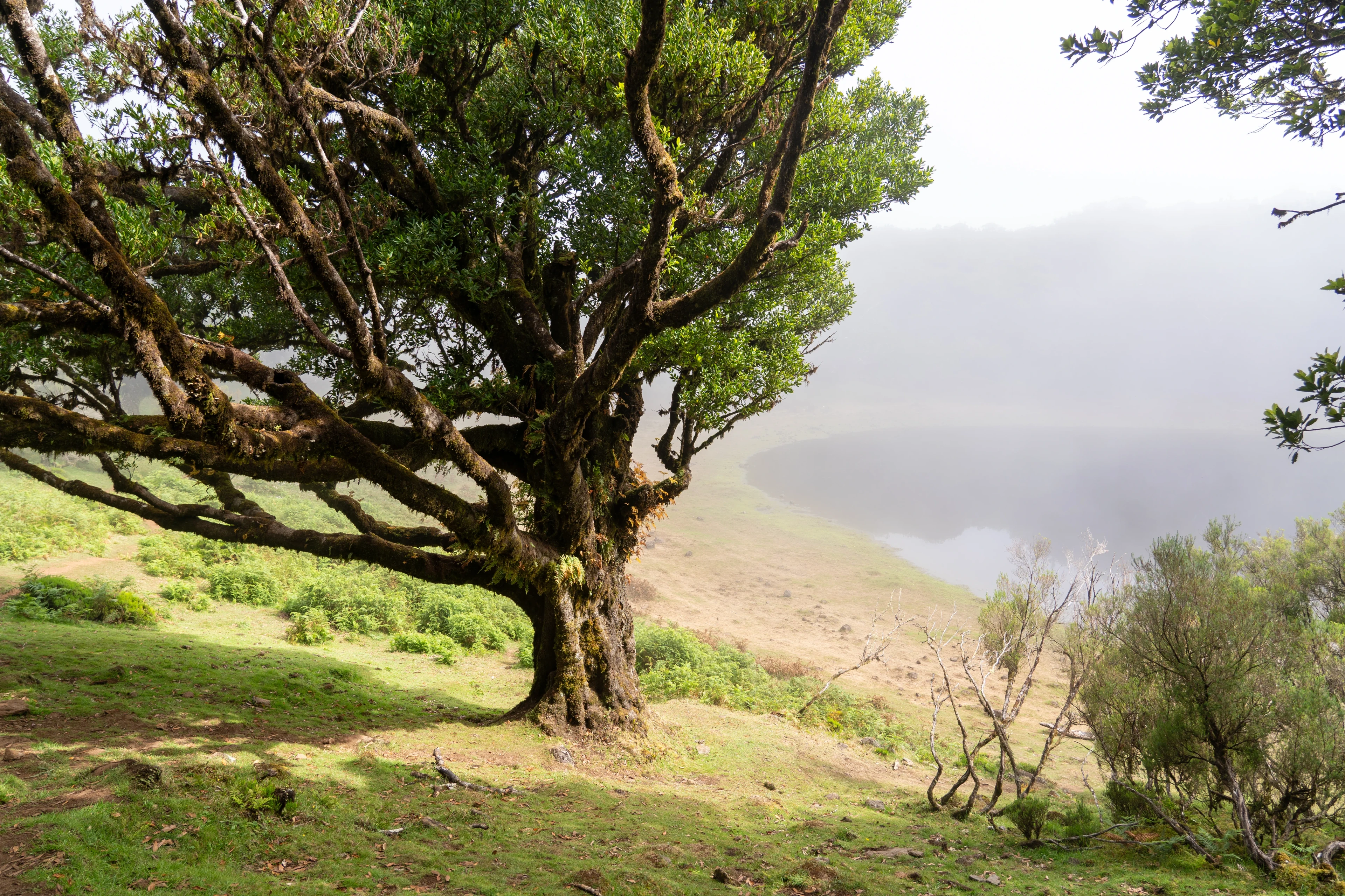 Fanal Forest - Landscape Photography, Madeira, visual 13 of 14