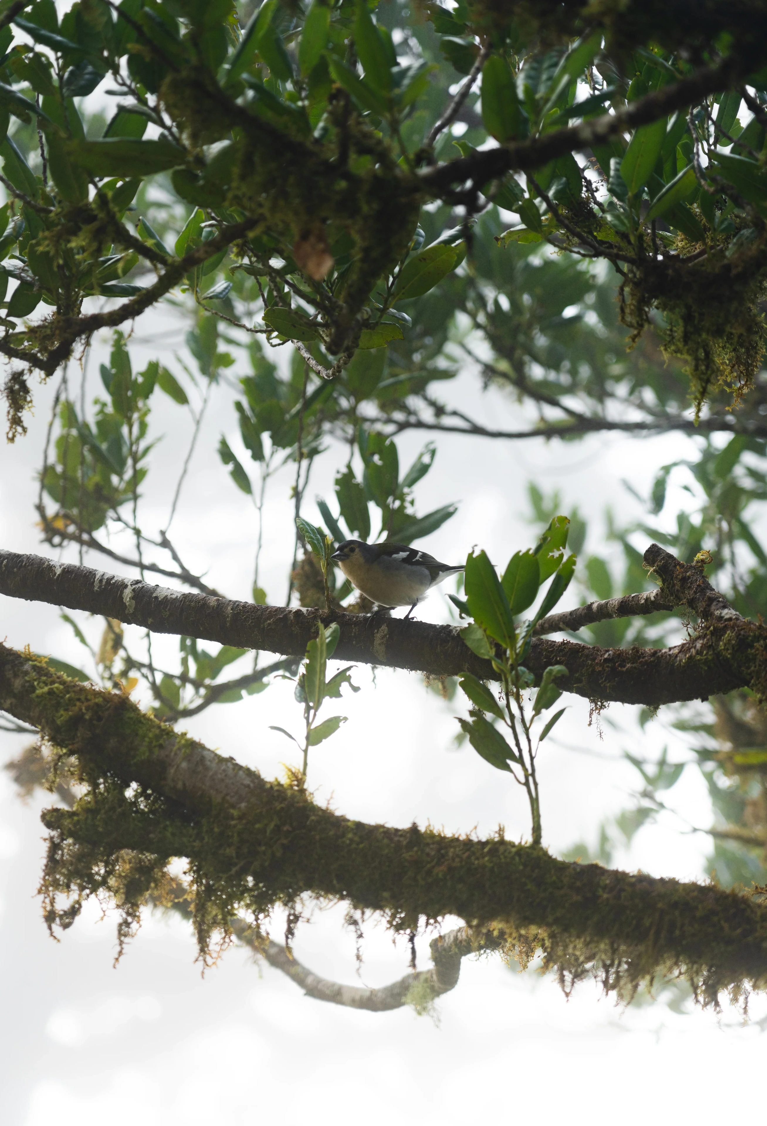 Fanal Forest - Landscape Photography, Madeira, visual 3 of 14