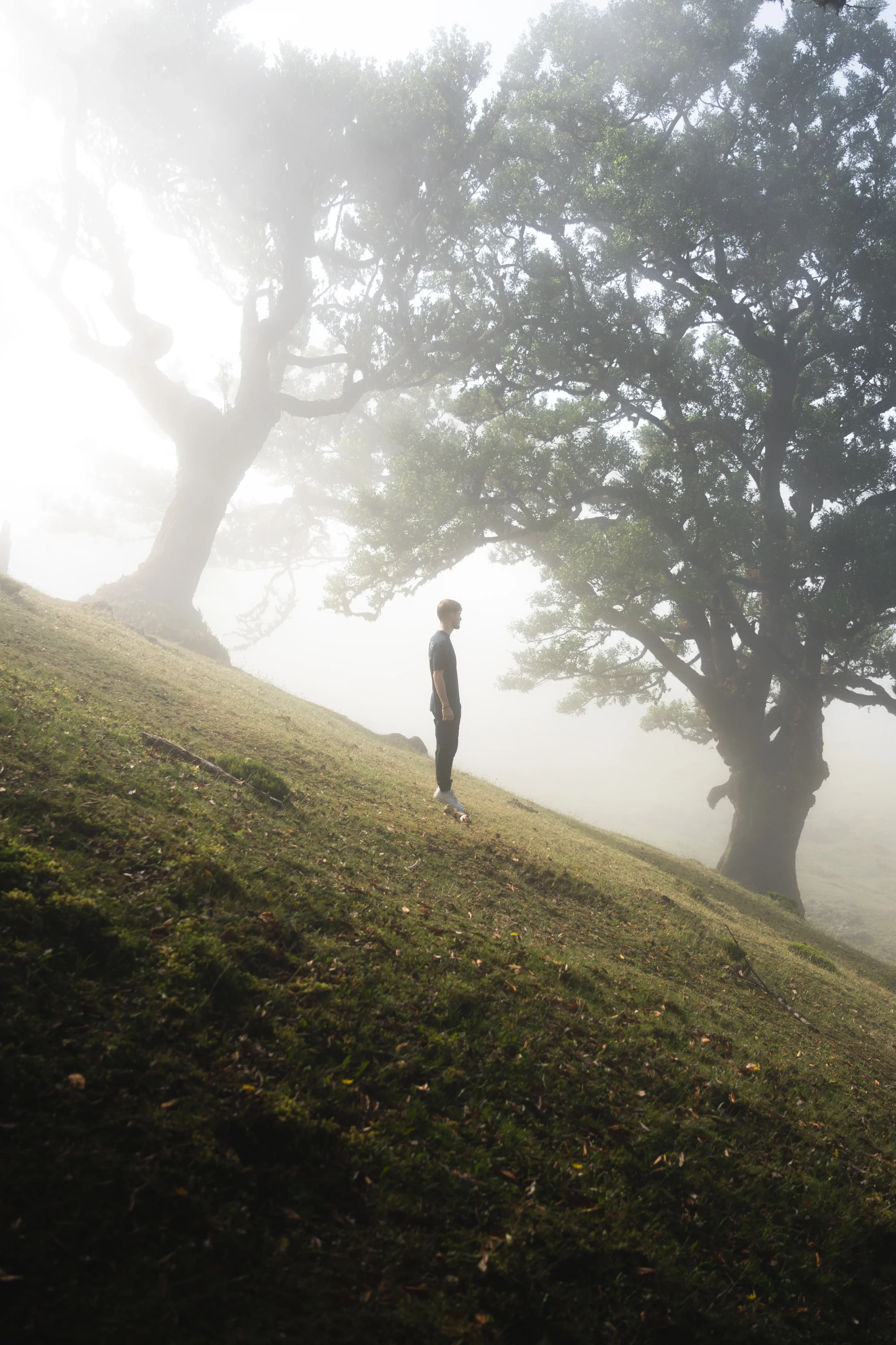 Fanal Forest - Landscape Photography, Madeira, visual 1 of 14