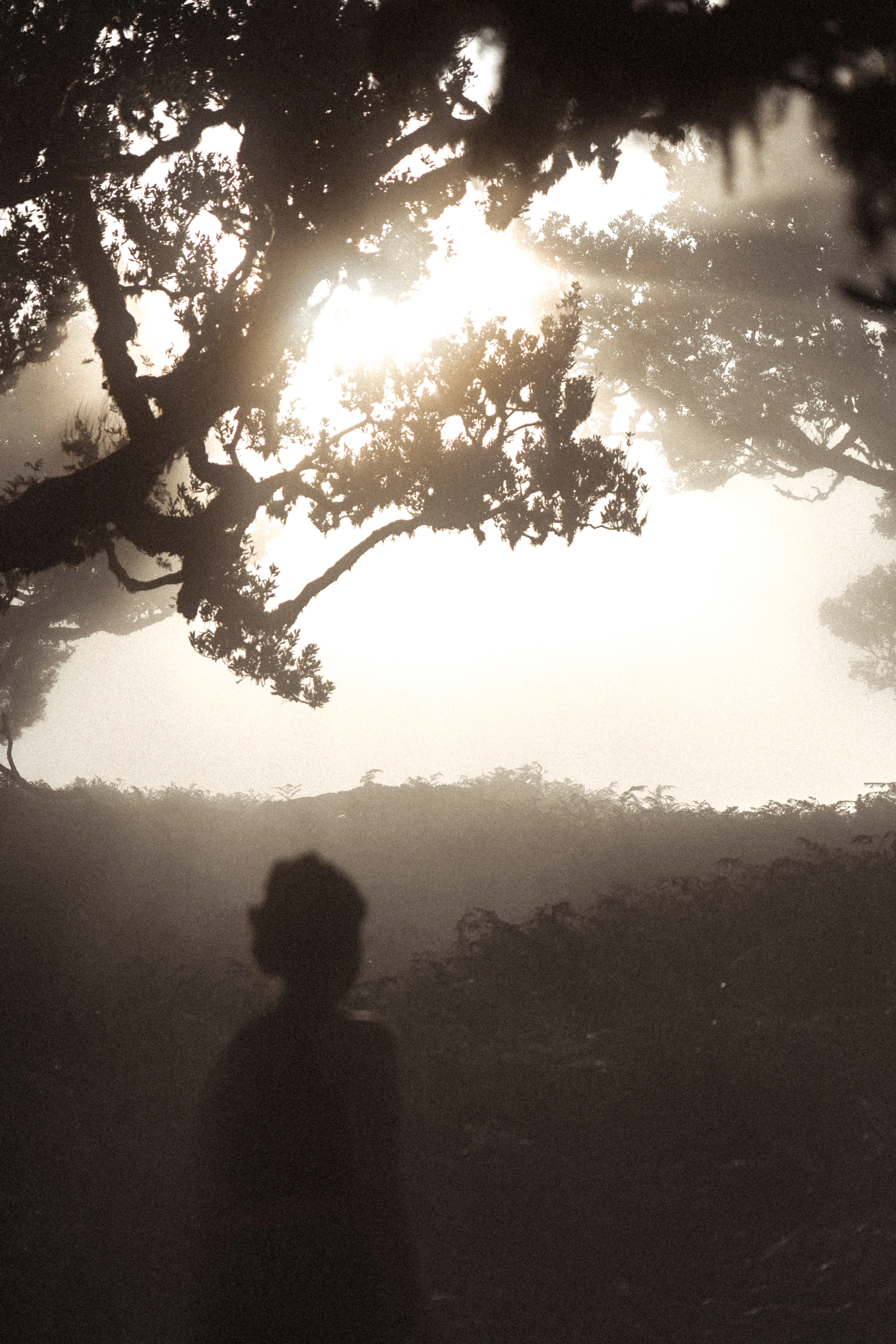 Fanal Forest - Landscape Photography, Madeira, visual 2 of 14