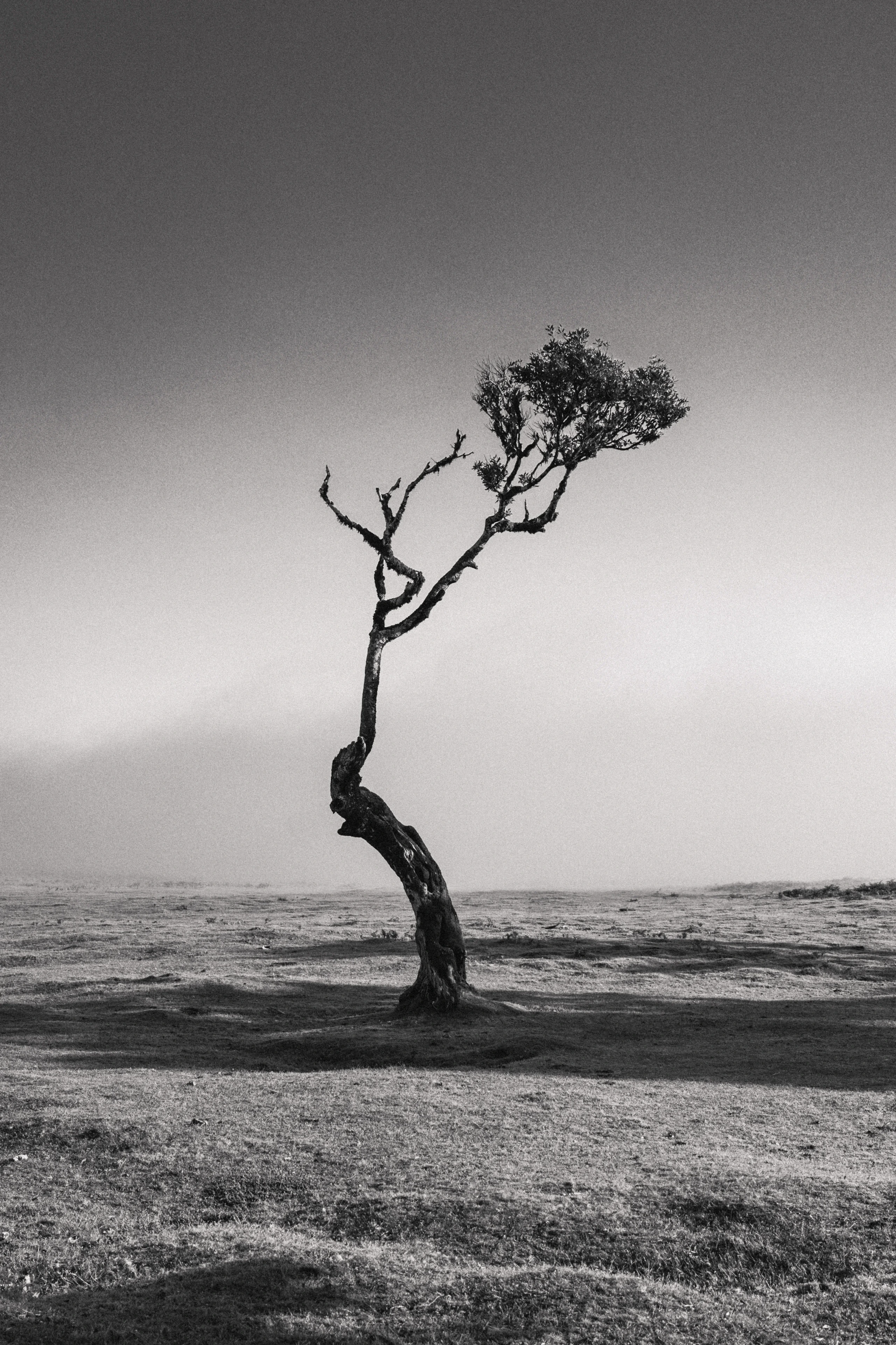 Fanal Forest - Landscape Photography, Madeira, visual 6 of 14
