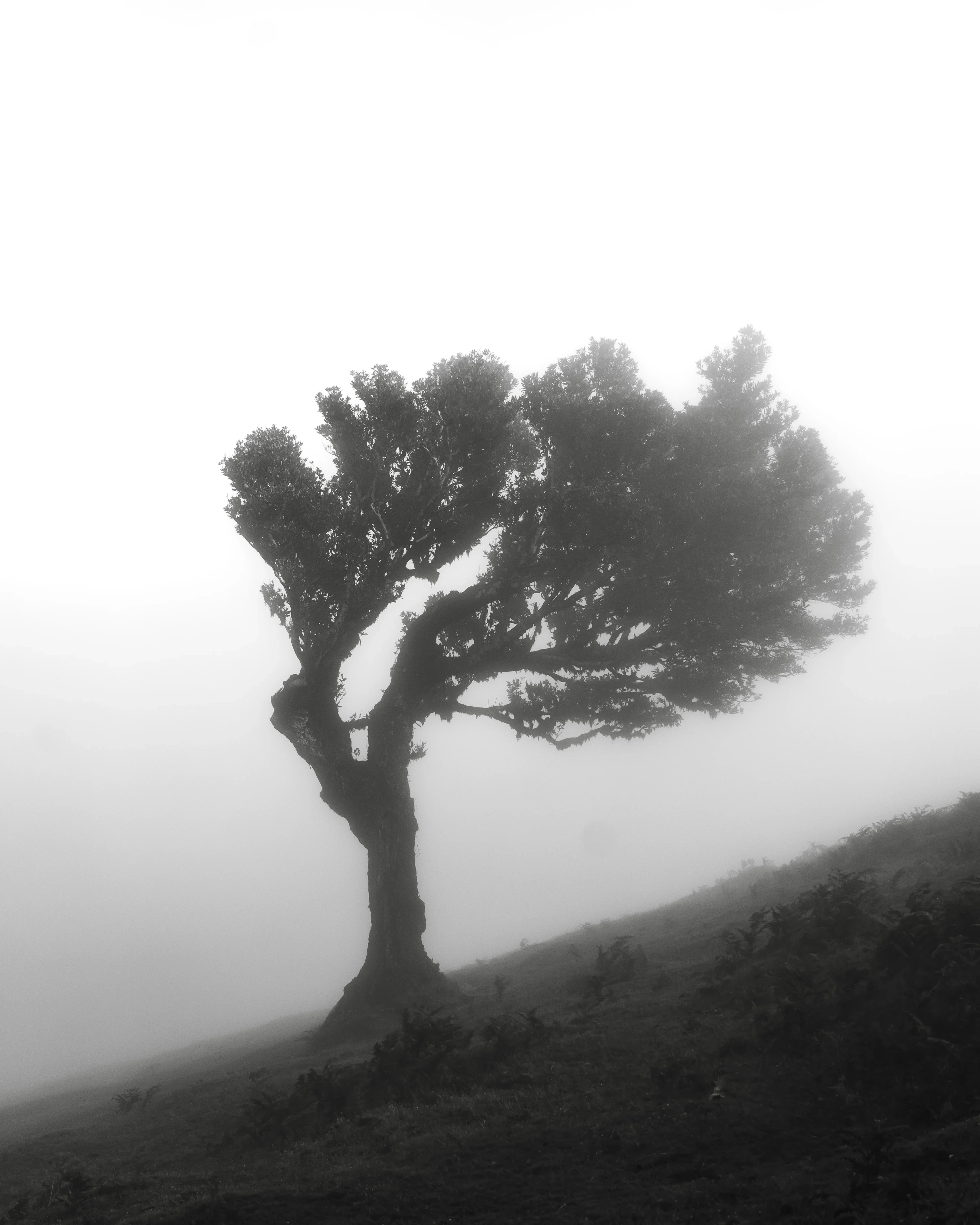 Fanal Forest - Landscape Photography, Madeira, visual 9 of 14