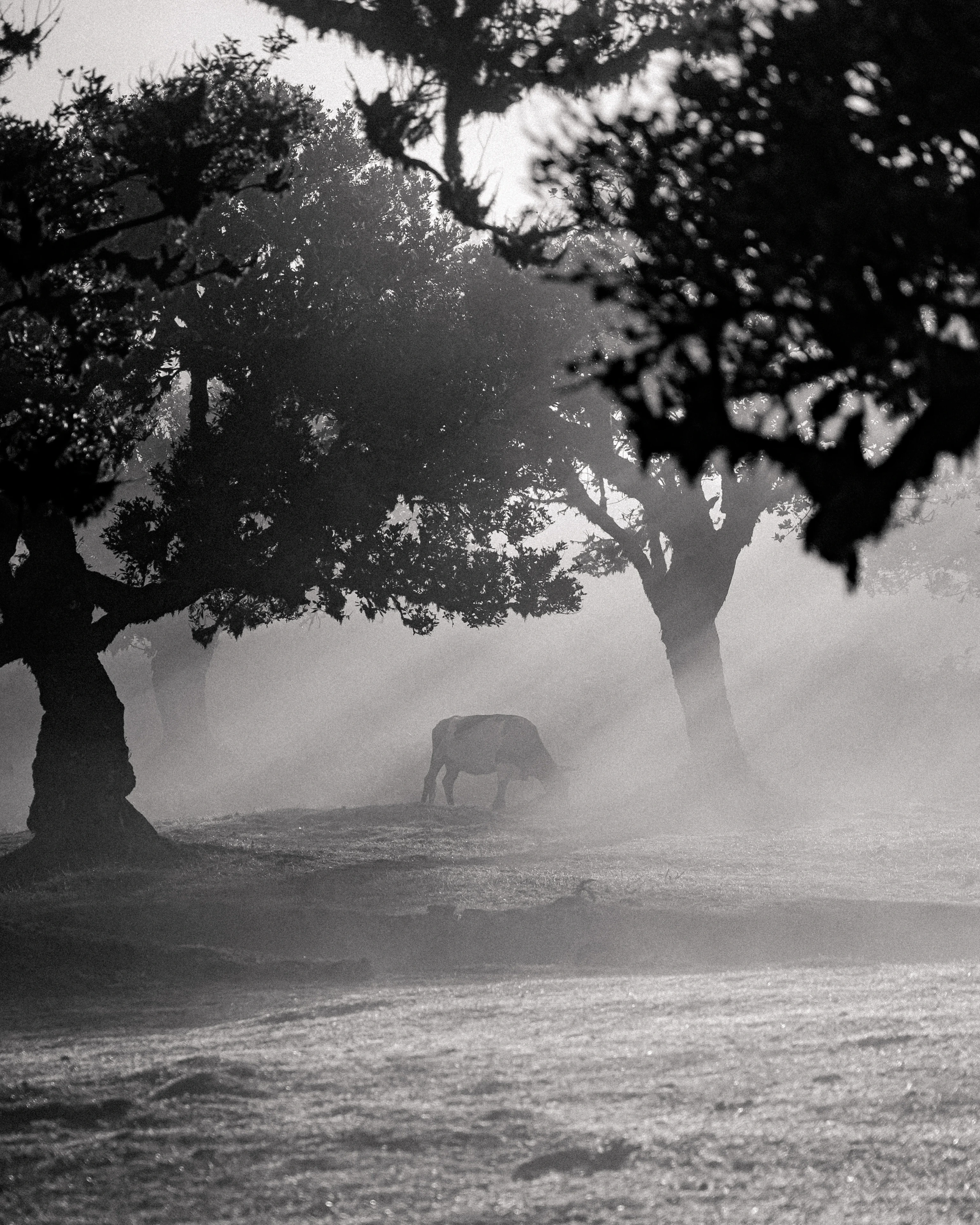 Fanal Forest - Landscape Photography, Madeira, visual 7 of 14