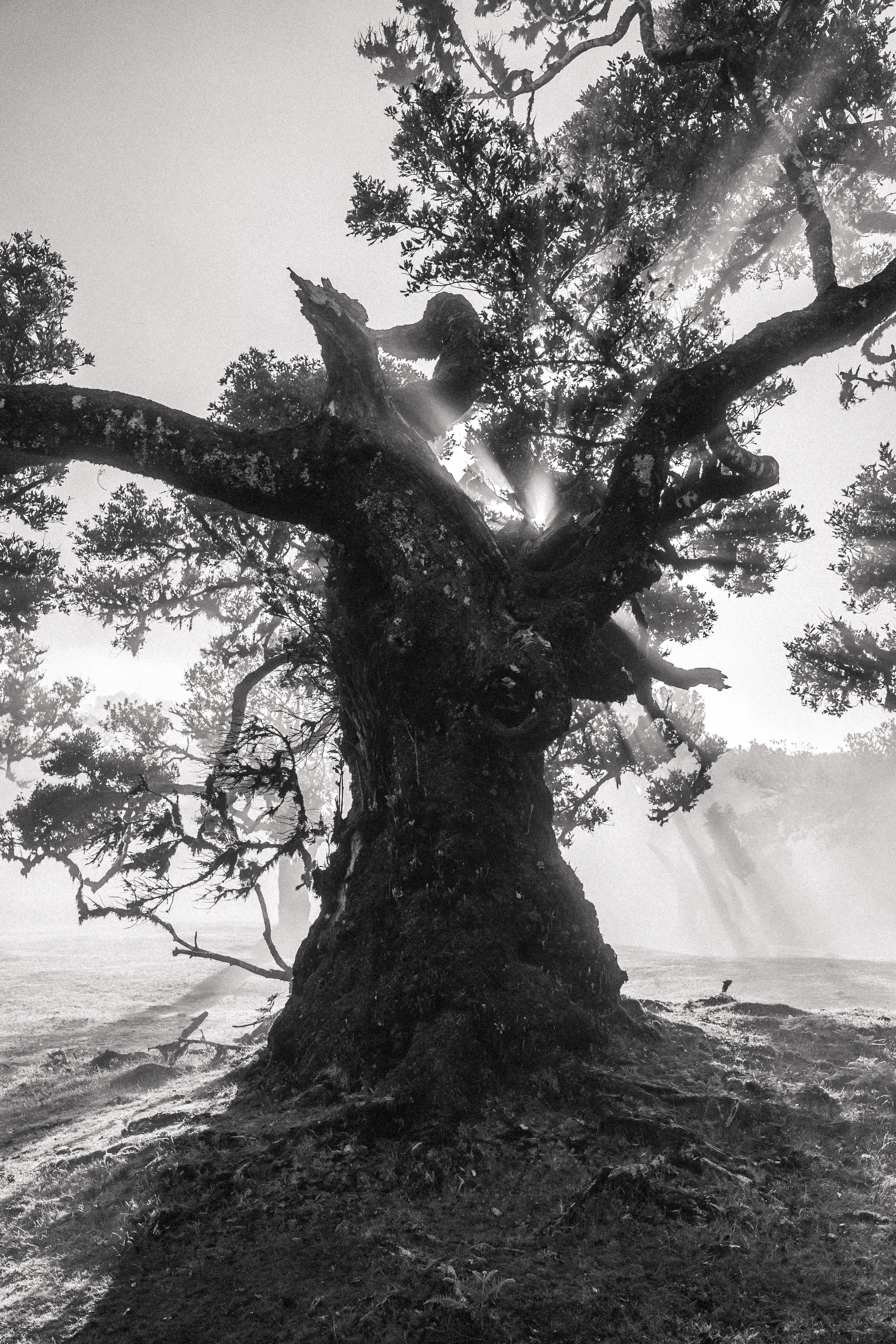 Fanal Forest - Landscape Photography, Madeira, visual 5 of 14
