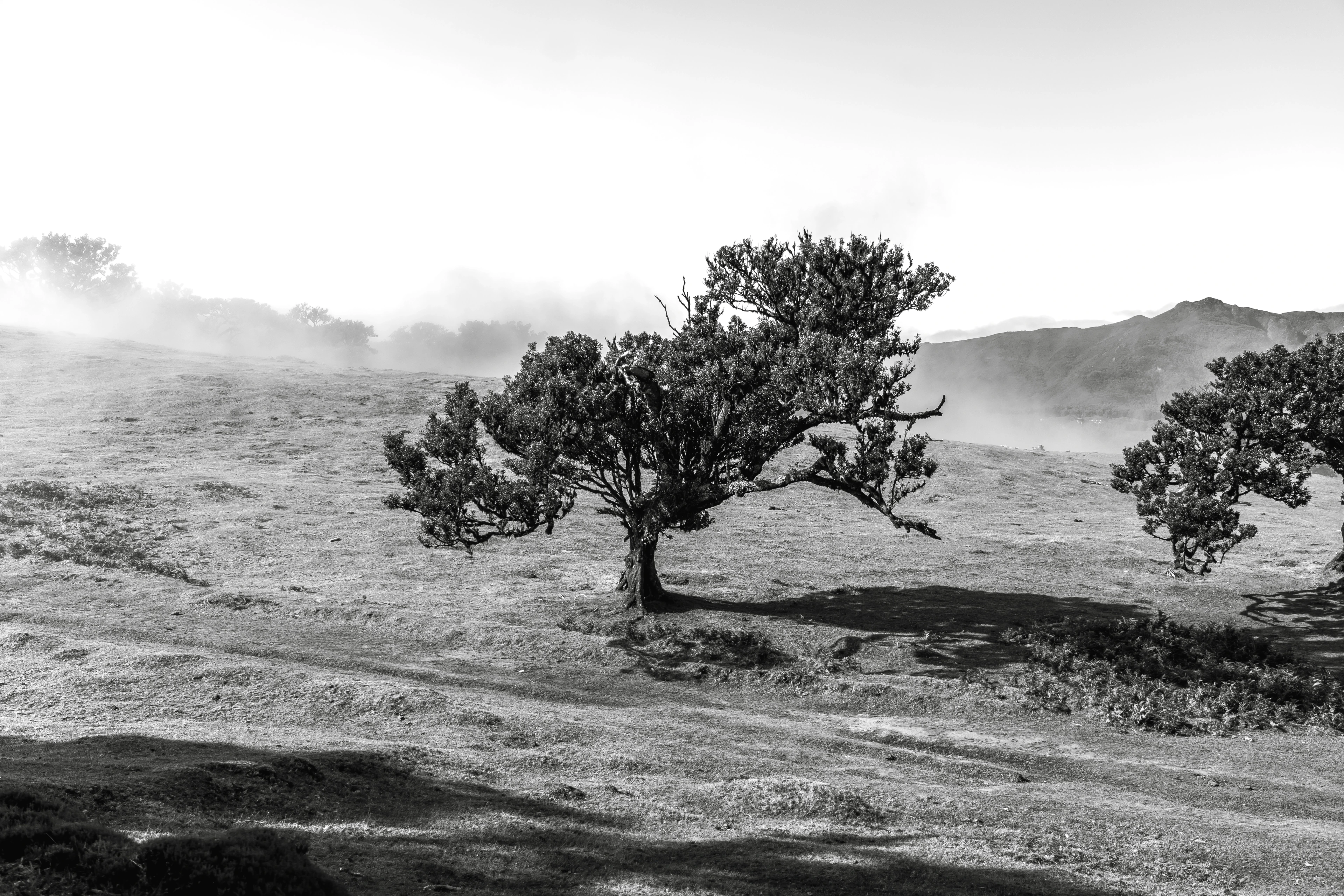 Fanal Forest - Landscape Photography, Madeira, visual 8 of 14