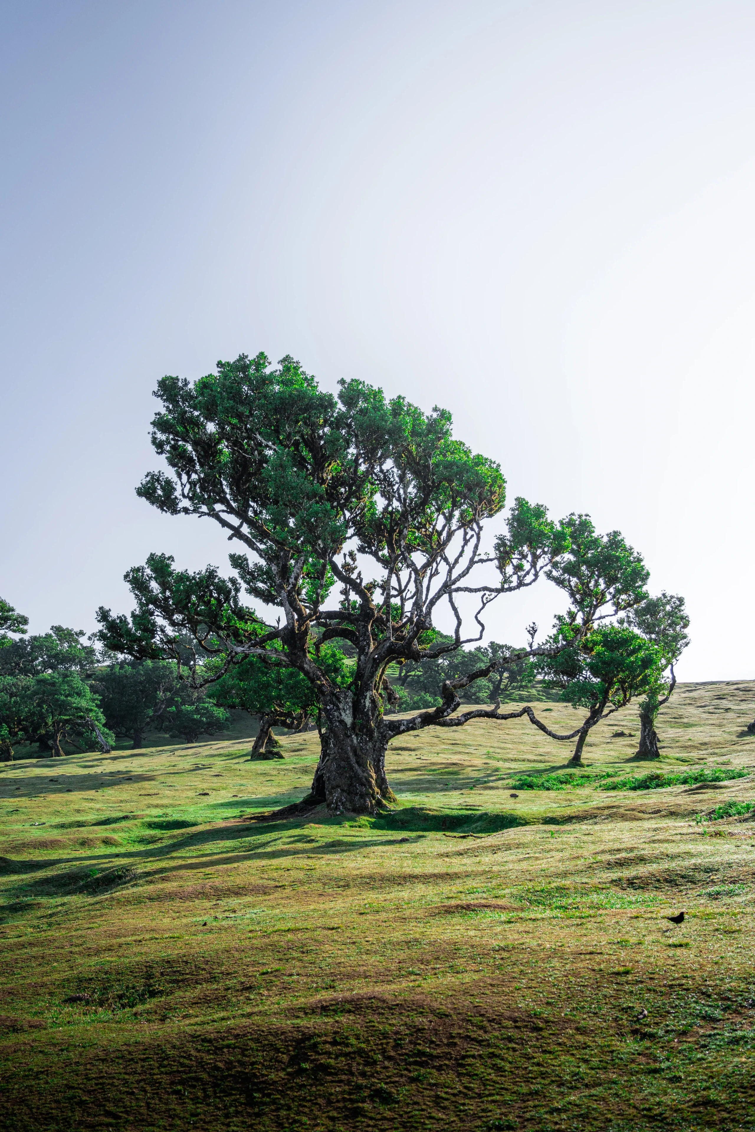 Fanal Forest - Landscape Photography, Madeira, visual 12 of 14